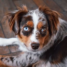 Merrilee - Toy Australian Shepherd