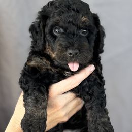 Badger - Phantom male Bernedoodle puppy in Concord, California from Golden State Good Dogs