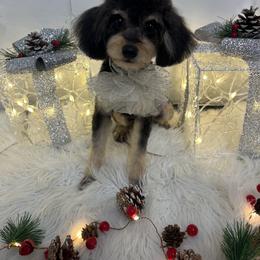 Pepper - Poodle