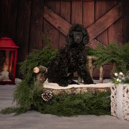 Ren - Black male Poodle puppy in Newnan, Georgia from Firefly Farm Poodles