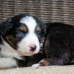 Rudy - Black tri-color male Australian Shepherd puppy in Decatur, Texas from Wyldrose Australian Shepherds