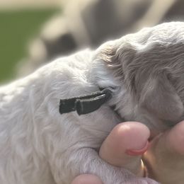 Goldendoodles from Ashlee Shelley