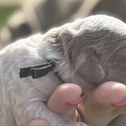 Goldendoodles from Ashlee Shelley