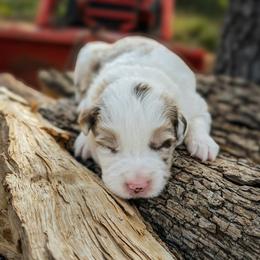 AKC Red Merle Girl - Red merle female Border Collie puppy in Noble, Oklahoma from CheckItOut Border Collies