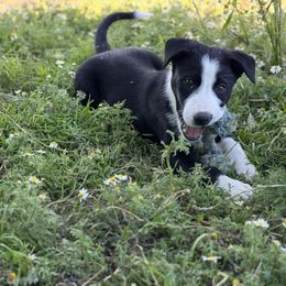 Boy 1 - Black and white male Border Collie puppy in Centerville, Washington from Forthright Farms