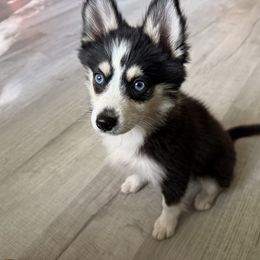 Onyx - Black and white male Pomsky puppy in Wisconsin from Summer's Pomskies