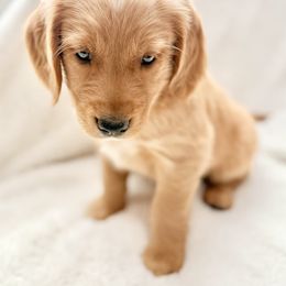 Companion Cross Puppies from Happy Tails Mini Goldens