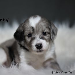 Goldendoodle and Aussiedoodle Puppies from Sister Doodles