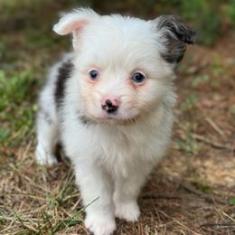 Scottish Terrier and Toy Australian Shepherd Puppies from Pecan Creek