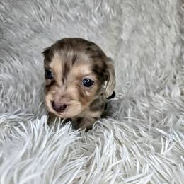 Boy 3 - Chocolate and cream male Dachshund puppy in Lubbock, Texas from West Texas Dachshunds LLC