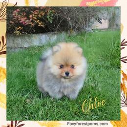 Chloe - Orange female Pomeranian puppy in Eatonville, Washington from Foxy Forest Poms