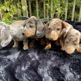 Dachshund Puppies from Doxie Dapples