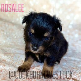 Rosalee - Black tri female Toy Australian Shepherd puppy in Gillette, Wyoming from Cockburn’s Toy and Mini Australian Shepherds