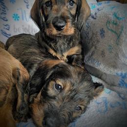 Dachshund Puppies from Riverwood Dachshunds