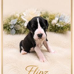 Flipz - Mantle male Great Dane puppy in Liberty, New York from Catskills Greatest Danes