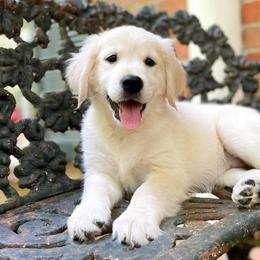 Golden Retriever Puppies from Chirping Meadows Goldens