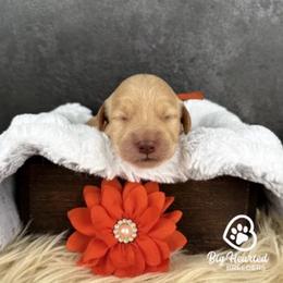 Pepper Potts - Cream female Companion Cross puppy in Utah County, Utah from Big Hearted Breeders