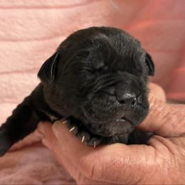 Lt Blue - Black male Cane Corso puppy in Paris, Texas from Knucklehead Cane Corso