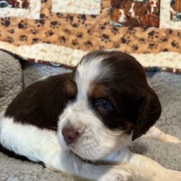 Boy 2 - Liver white and tan male English Springer Spaniel puppy in Tabor City, North Carolina from Big Bay Kennels LLC