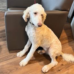 Brown - Cream male Poodle puppy in Mauston, Wisconsin from Quiverfull Acres