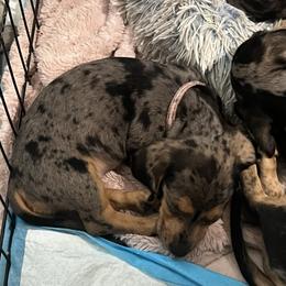 Girl 4 - Dapple female Dachshund puppy in Saint Jo, Texas from Reeves Dashing-Hounds