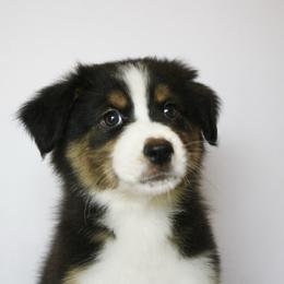 Scarlett - Black tri-color female Australian Shepherd puppy in Richmond, Texas from Big Zen Aussies