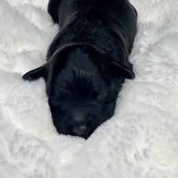 Bella - Black female Labradoodle puppy in San Antonio, Texas from I Love U Back Labradoodles, LLC