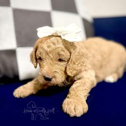 Anthem - Cream female Goldendoodle puppy in Evans, Georgia from Have-a-Doodle Hill