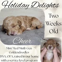 Cheer - Apricot female Goldendoodle puppy in Scurry, Texas from 07 Seven Oaks Goldens and Doodles