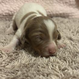 Dachshund Puppies from Whitesboro Dachshund