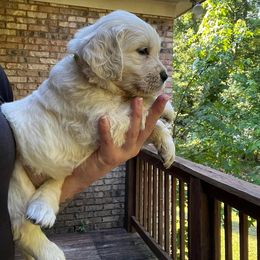 Pink (now yellow) - DNA Clear. - Light golden Golden Retriever puppy in Ellerslie, Georgia from Hearthstone Goldens