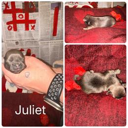 Juliet - Blue female Shih Tzu puppy in Lancaster, Ohio from Wandering Tzu