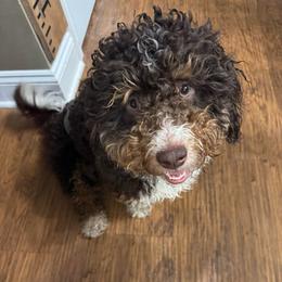 Oreo - Bernedoodle