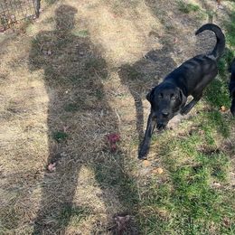 Girl 1 - Black Labrador Retriever puppy in Wapato, Washington from Crown Royal hunting Labs