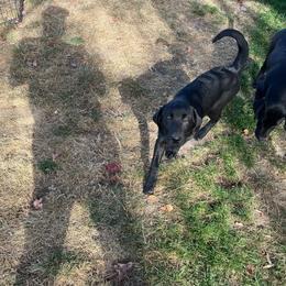 Girl 1 - Black Labrador Retriever puppy in Wapato, Washington from Crown Royal hunting Labs