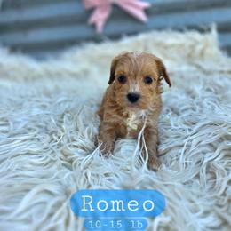 Romeo - male Cavapoochon puppy in Bullard, Texas from Cavapoochon Central LLC