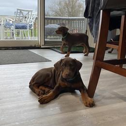 Doberman Pinscher Puppies from Jensen Dobermans