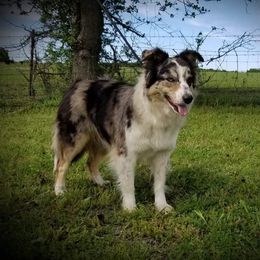 Dasani - Border Collie