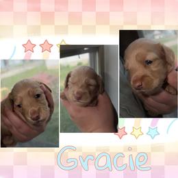 Gracie - Cream female Dachshund puppy in Brazil, Indiana from King Duke Dachshunds