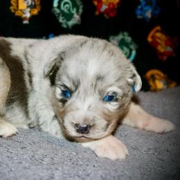 Colt - Blue merle male Miniature Australian Shepherd puppy in El Dorado Springs, Missouri from HP Aussie Kennels