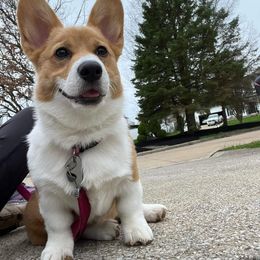 Pembroke Welsh Corgi Puppies from Rose Water Corgis