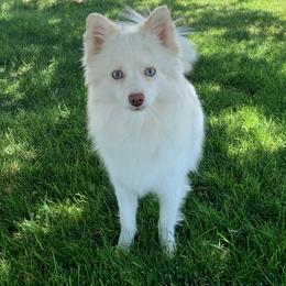Snowy - Pomsky