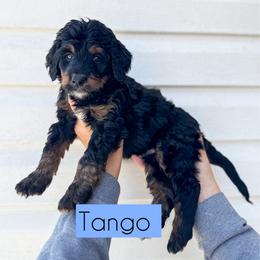 Tango - Tri-color male Bernedoodle puppy in Rose Hill, North Carolina from Red Door Canines