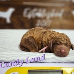 CandyLand - Brown Chesapeake Bay Retriever puppy in Columbus Grove, Ohio from Twin Oak's Chesapeakes LLC