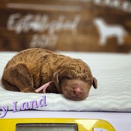 CandyLand - Brown Chesapeake Bay Retriever puppy in Columbus Grove, Ohio from Twin Oak's Chesapeakes LLC