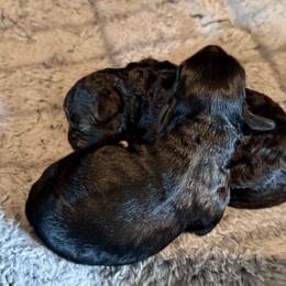 Maltipoo puppies from Boujee Life Depot