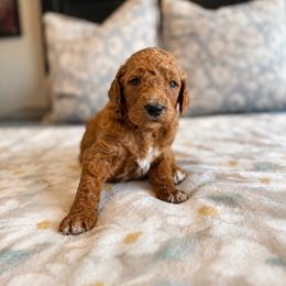 Lilly - Apricot female Goldendoodle puppy in Sanford, Florida from Florida Coast Golden Doodles
