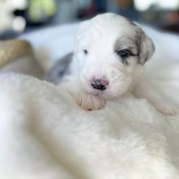 Old English Sheepdog and Sheepadoodle Puppies from The Great White Fluffalo