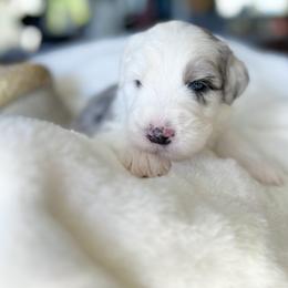 Old English Sheepdog and Sheepadoodle Puppies from The Great White Fluffalo