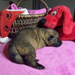 Pretty dark Sable girl - Sable female German Shepherd puppy in Grantsville, Utah from Vom Haus Denfors K9 - Working German Shepherds